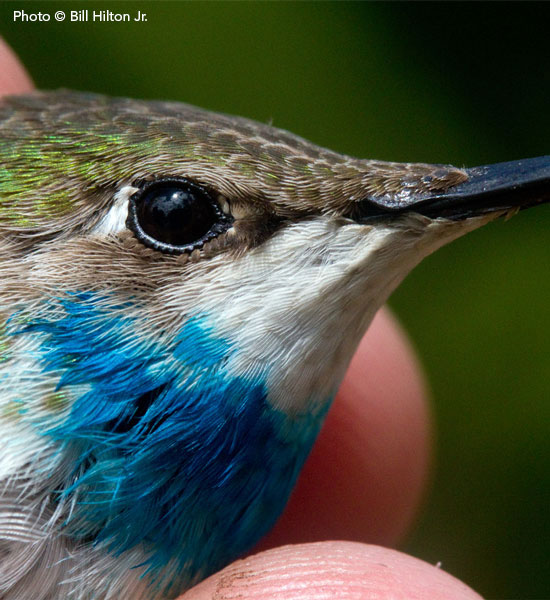 Ruby-throated Hummingbird