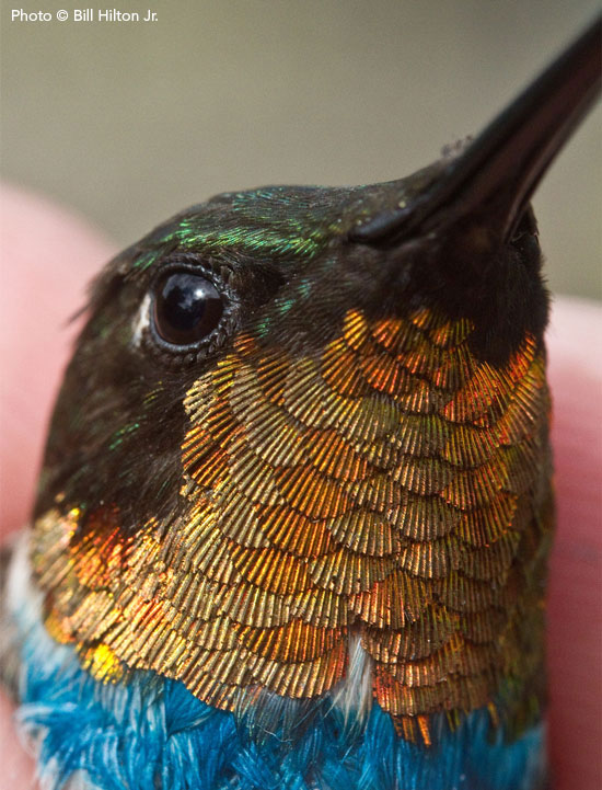 Ruby-throated Hummingbird