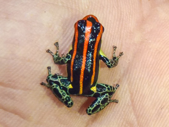 Colorful Frog in the Amazon Frog in the Peruvian Amazon