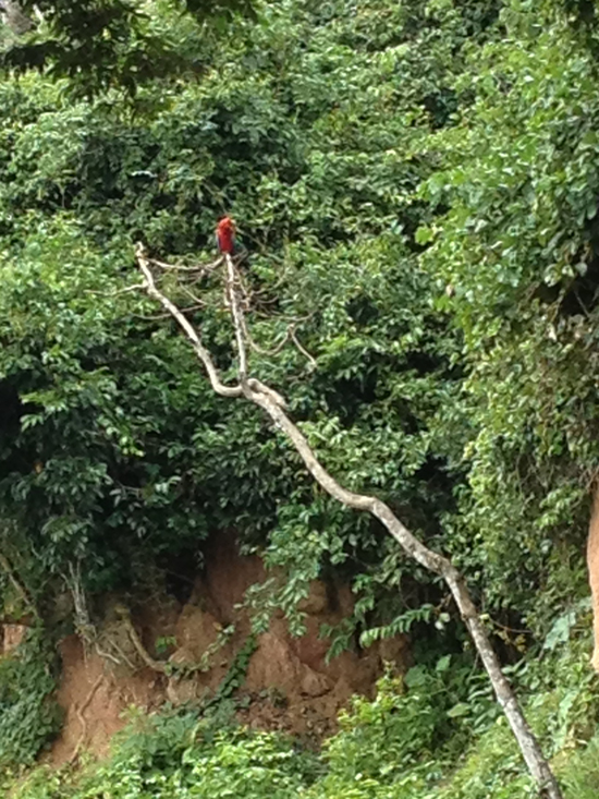 Clay-Lick-Parrot-in-tree