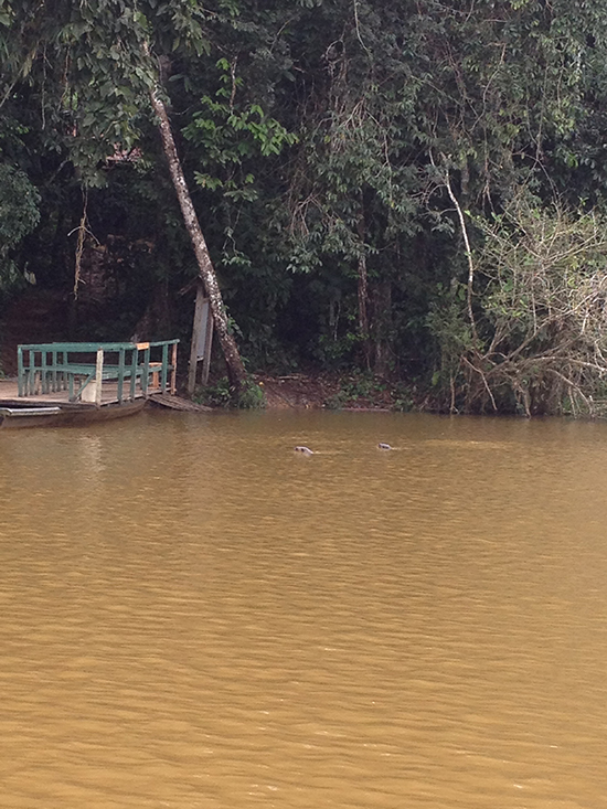 Otters-on-oxbow-lake