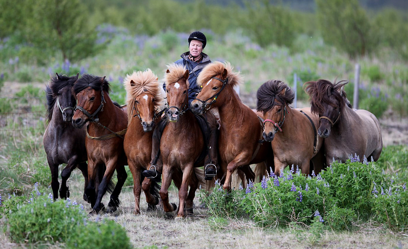 Kóngur_í_einn_dag.