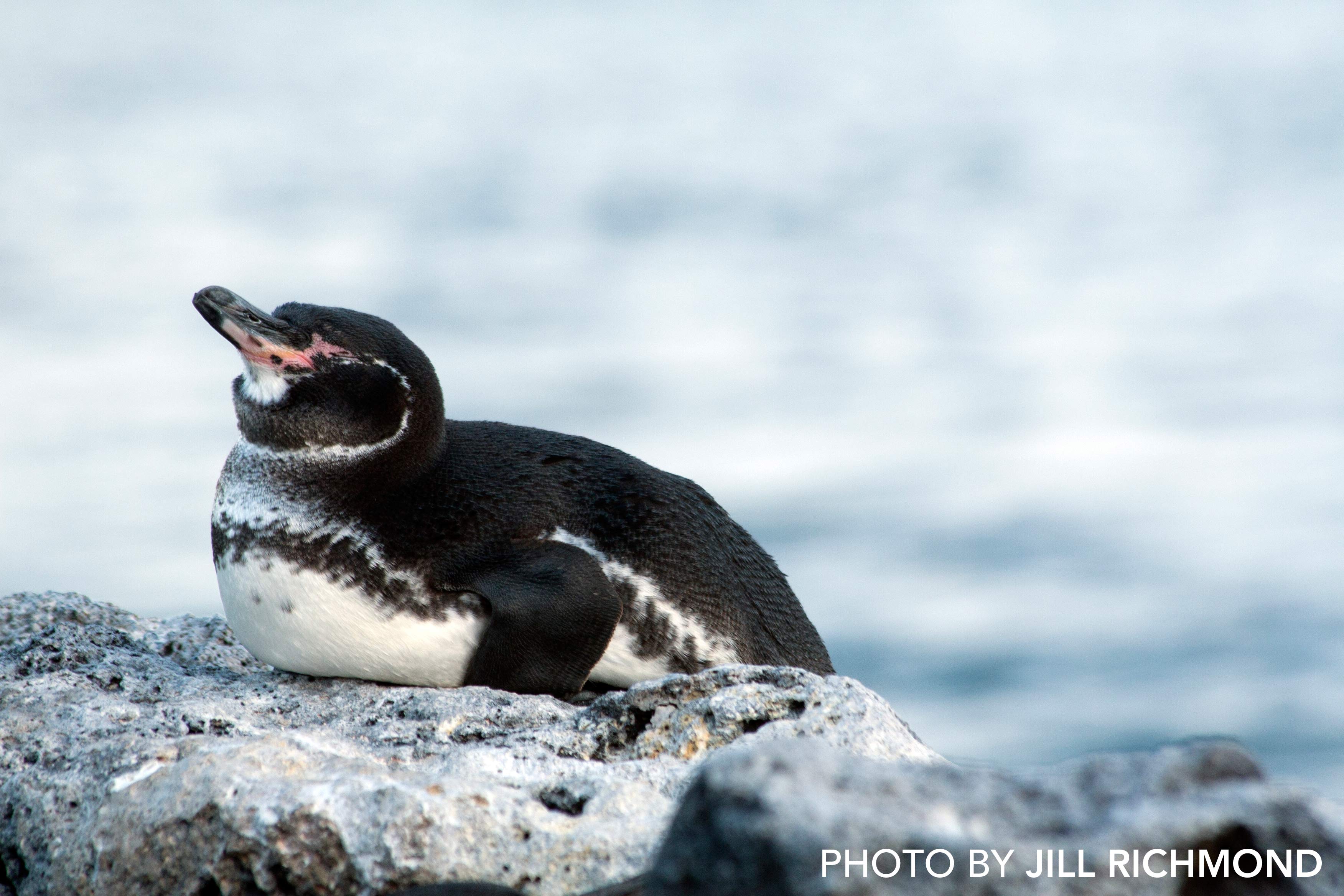 GPS-JillRichmond-RS17797-GPSDigitalPhotog-0531