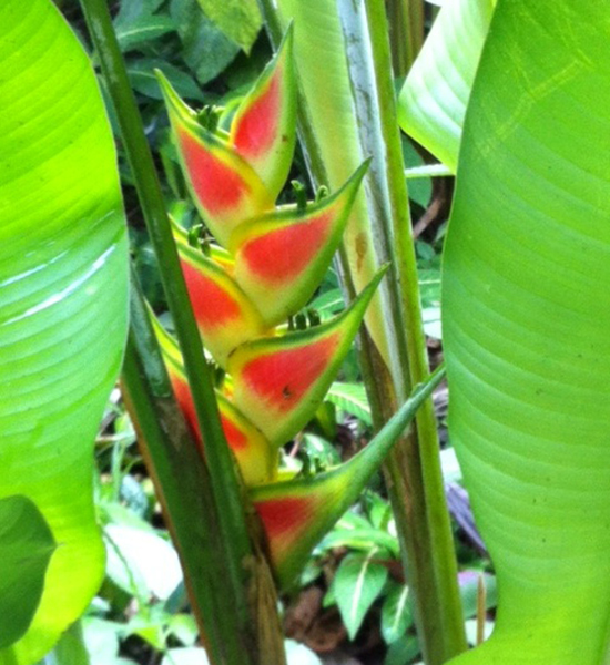Nightingale--Heliconia