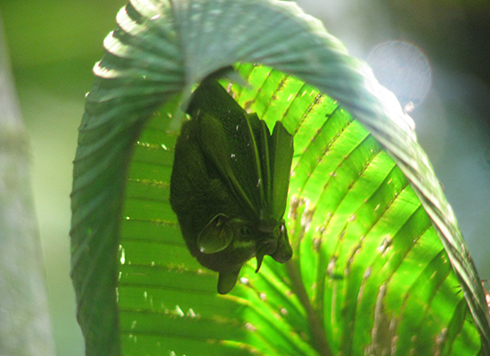 Nightingale--Sleeping-bat