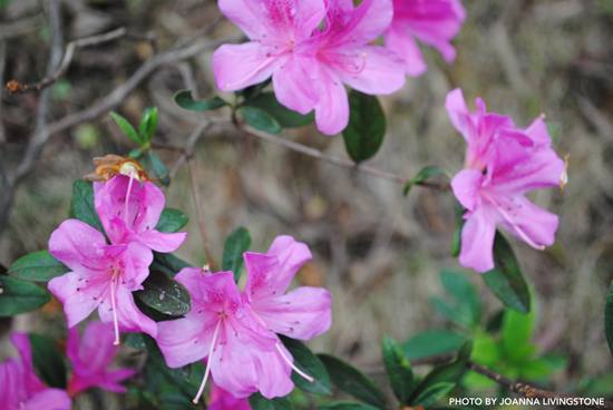 CHI-JoannaLivingstone-03