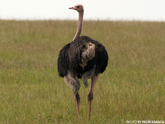 ostrich