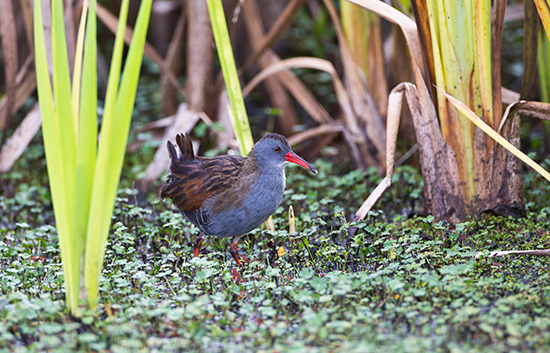 The endangered Bogotá Rail (Rallus semiplumbeus)