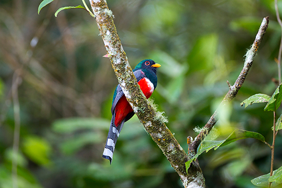 A Collared Trogon (Trogon collaris) at El Dorado Lodge  © Ian Segebarth