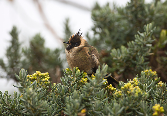 The endemic Bearded Helmetcrest (Oxypogon guerinii)