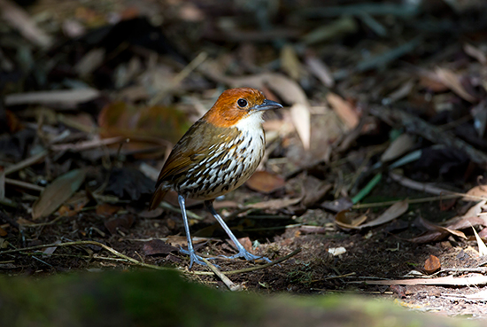 Chestnut-crowned Antpitta (Grallaria ruficapilla)