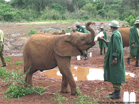dswt