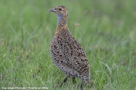 francolin