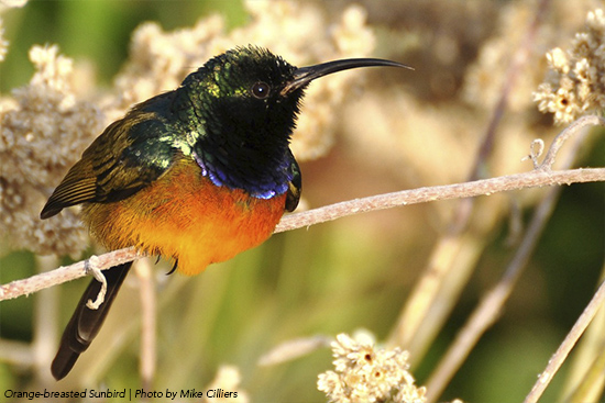 sunbird