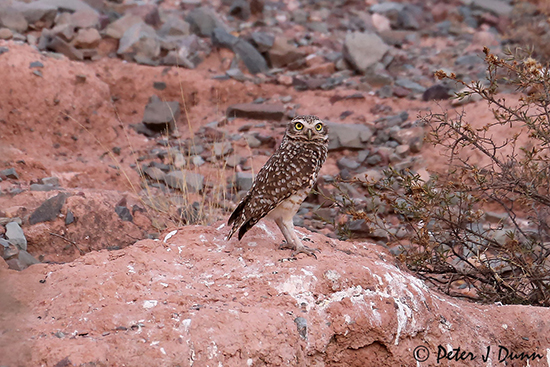burrow-owl_6242_PJD