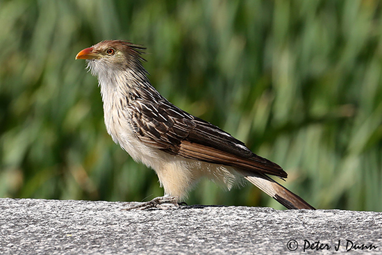 guira-cuckoo_5917_PJD